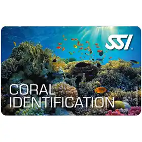 card coral identification 01